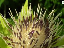 Attēlu rezultāti vaicājumam “Cirsium oleraceum flower”