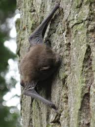 Attēlu rezultāti vaicājumam “Pipistrellus pygmaeus”