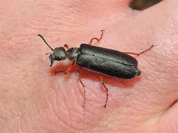 Attēlu rezultāti vaicājumam “Linaeidea aenea”