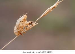 Attēlu rezultāti vaicājumam “exuvia”