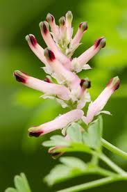 Attēlu rezultāti vaicājumam “Fumaria officinalis leaf”
