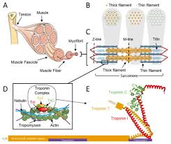 Attēlu rezultāti vaicājumam “Tetanops myopina”