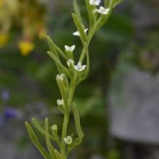 Attēlu rezultāti vaicājumam “Thesium ebracteatum leaf”