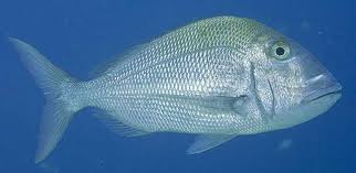 Image result for Calamus bajonado