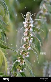 Attēlu rezultāti vaicājumam “Leonurus quinquelobatus”