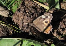 Attēlu rezultāti vaicājumam “Hipparchia semele underside”