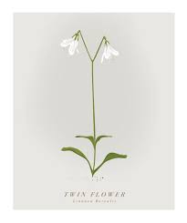 Attēlu rezultāti vaicājumam “Linnaea borealis flower”