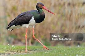 Attēlu rezultāti vaicājumam “Ciconia nigra adult”