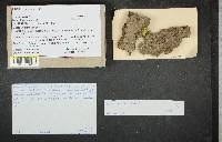 Attēlu rezultāti vaicājumam “Calicium viride”