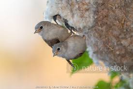 Attēlu rezultāti vaicājumam “Remiz pendulinus nest”