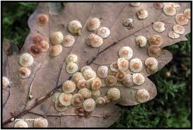 Attēlu rezultāti vaicājumam “Neuroterus quercusbaccarum”