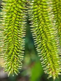Attēlu rezultāti vaicājumam “Carex pseudocyperus female flower”