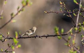 Image result for Phylloscopus orientalis