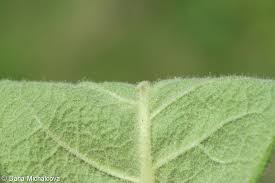 Attēlu rezultāti vaicājumam “Verbascum densiflorum leaf”
