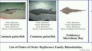 Image result for Rhinobatos rhinobatos