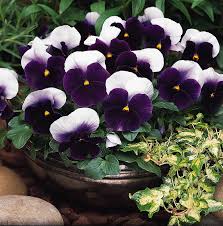 Image result for Viola x wittrockiana `Hiemalis`