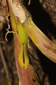 Attēlu rezultāti vaicājumam “Heterotrichia oerstedii (syn. Arcyria oerstedii) sessile”