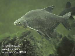 Image result for Abramis brama