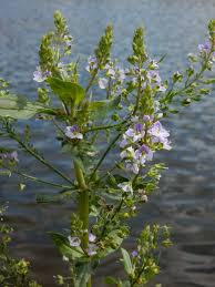 Attēlu rezultāti vaicājumam “Veronica anagallis-aquatica”