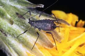 Attēlu rezultāti vaicājumam “Uroleucon hypochoeridis”