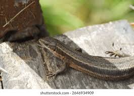 Attēlu rezultāti vaicājumam “Lacerta agilis”