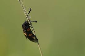 Attēlu rezultāti vaicājumam “Zygaena minos”