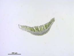 Attēlu rezultāti vaicājumam “Polytrichum commune var. perigoniale”