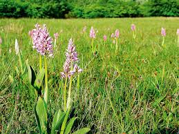 Attēlu rezultāti vaicājumam “Orchis militaris flower”