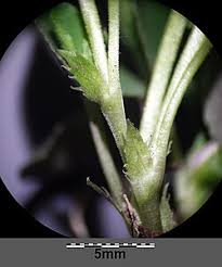 Attēlu rezultāti vaicājumam “Viola rupestris leaf”