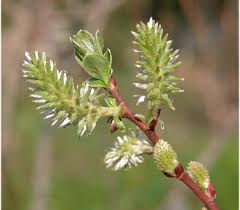 Attēlu rezultāti vaicājumam “Salix aurita”