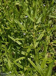 Attēlu rezultāti vaicājumam “Veronica scutellata”