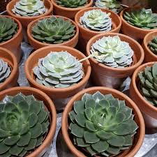 Image result for Mehikasvi