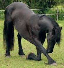 Image result for Annandale Equestrian Centre