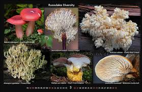 Attēlu rezultāti vaicājumam “Physarum auriscalpium young”