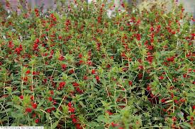 Image result for Cuphea ignea