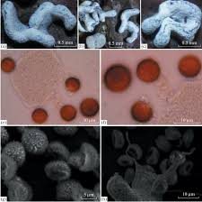Attēlu rezultāti vaicājumam “Physarum bitectum sessile”