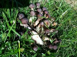 Image result for macrocybe titans