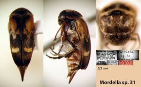 Attēlu rezultāti vaicājumam “Mordella sp.”