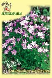 Attēlu rezultāti vaicājumam “Centaurium erythraea”
