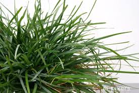 Attēlu rezultāti vaicājumam “Sesleria caerulea leaf”