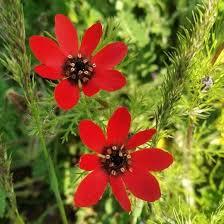 Image result for Adonis aestivalis