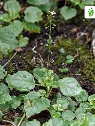 Attēlu rezultāti vaicājumam “Circaea alpina leaf”