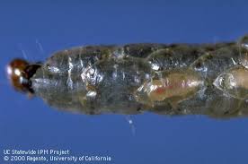 Attēlu rezultāti vaicājumam “Cystiphora sanguinea larva”