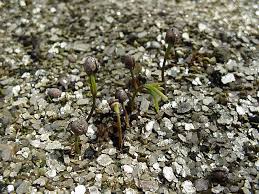 Attēlu rezultāti vaicājumam “Taxus baccata bud”