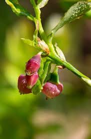 Attēlu rezultāti vaicājumam “Vaccinium myrtillus flower”