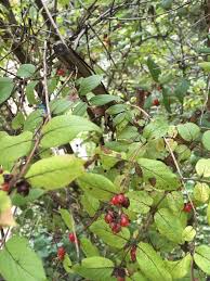 Attēlu rezultāti vaicājumam “Lonicera ferdinandii”