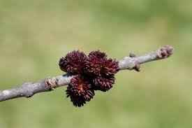 Attēlu rezultāti vaicājumam “Fraxinus pennsylvanica male flower”