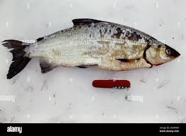 Image result for Coregonus artedi