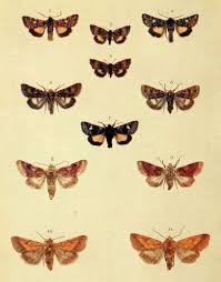 Attēlu rezultāti vaicājumam “Anarta myrtilli larva”