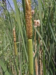 Attēlu rezultāti vaicājumam “Typha latifolia leaf”